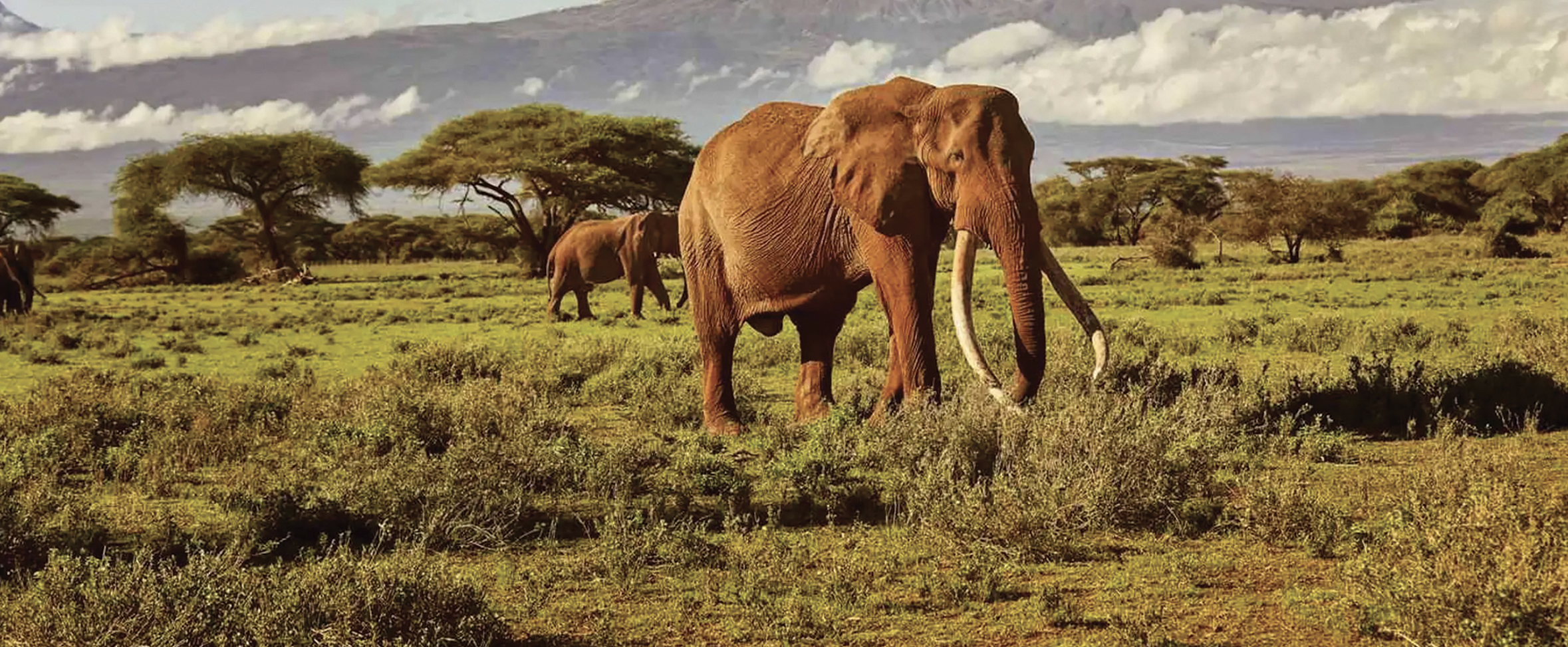 Safari